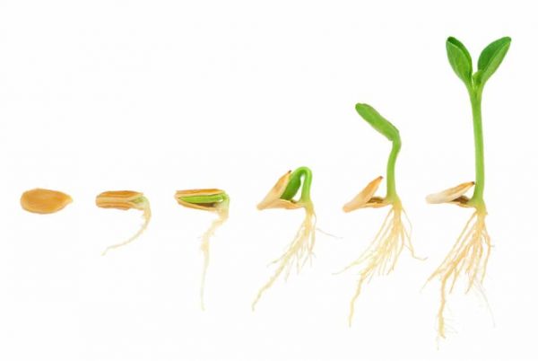 What makes a good mineral supplement?